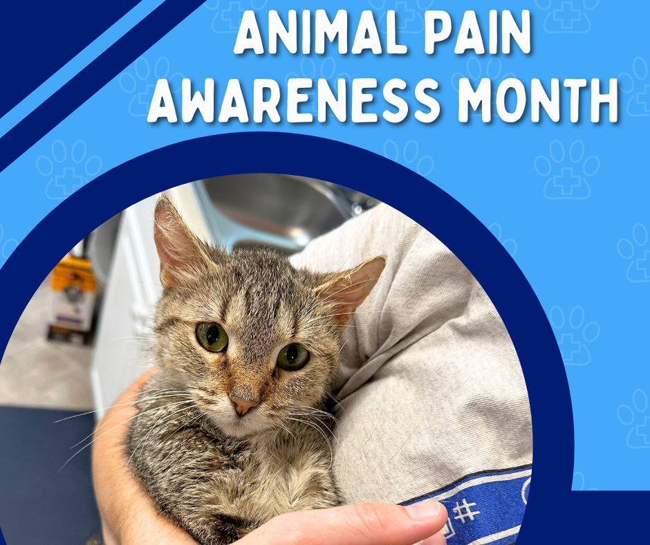 September is Animal Pain Awareness Month. Cats hide their pain. Watch for subtle signs: hiding, not grooming, or avoiding jumps. Your vigilance is their voice. See your vet if you suspect anything.