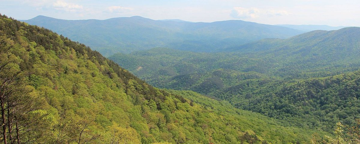 Georgia Lawmakers to Confront Rural Mill Closures Amid Forestry’s $42 Billion Impact