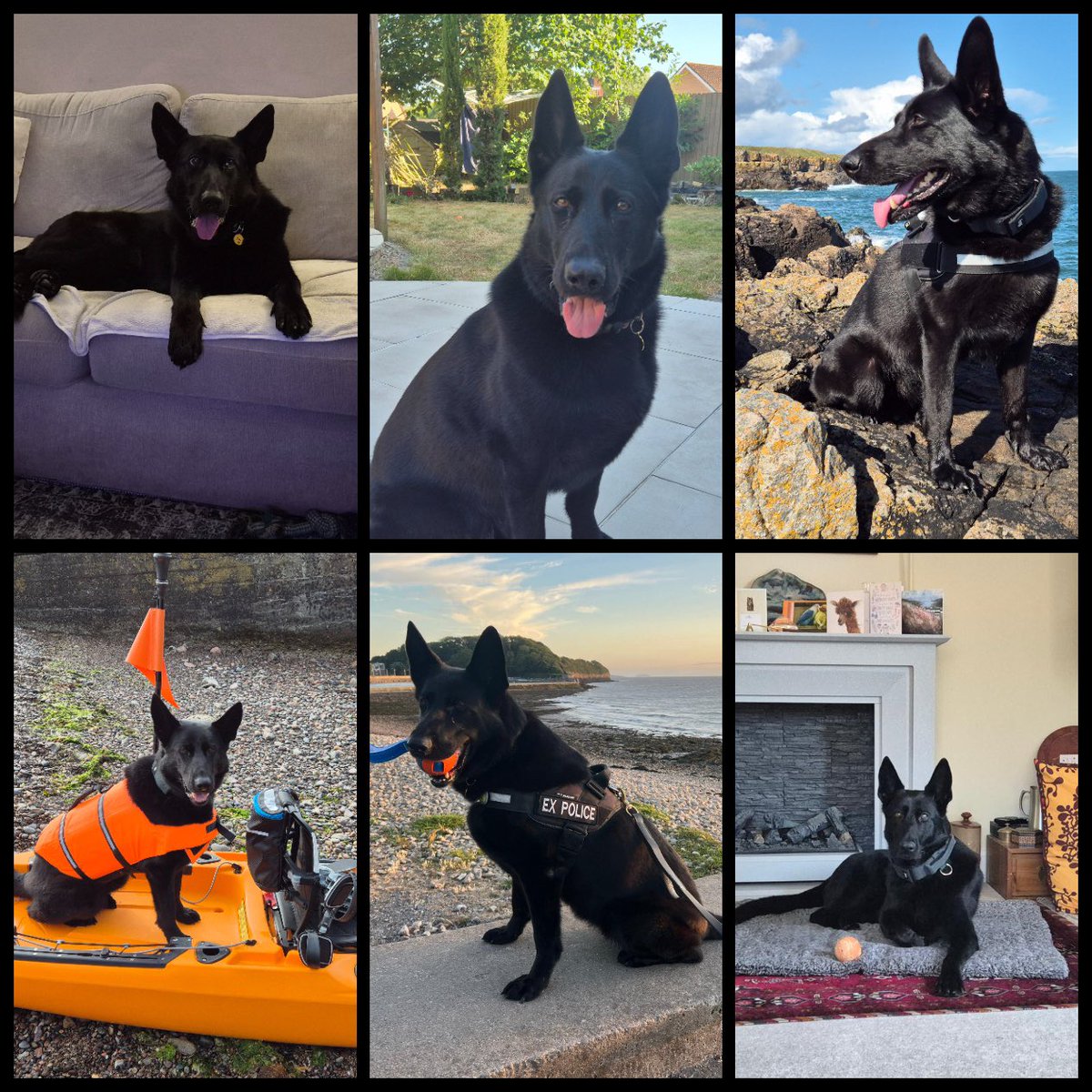 You may remember RPD Bali, who retired from Avon &amp; Somerset police in 2024. She was a firearms support dog, who received The National Service Dog Bravery and Achievement Award for her dedication to duty during the Bristol disorder in 2021. 

Recently, we’ve been supporting RPD