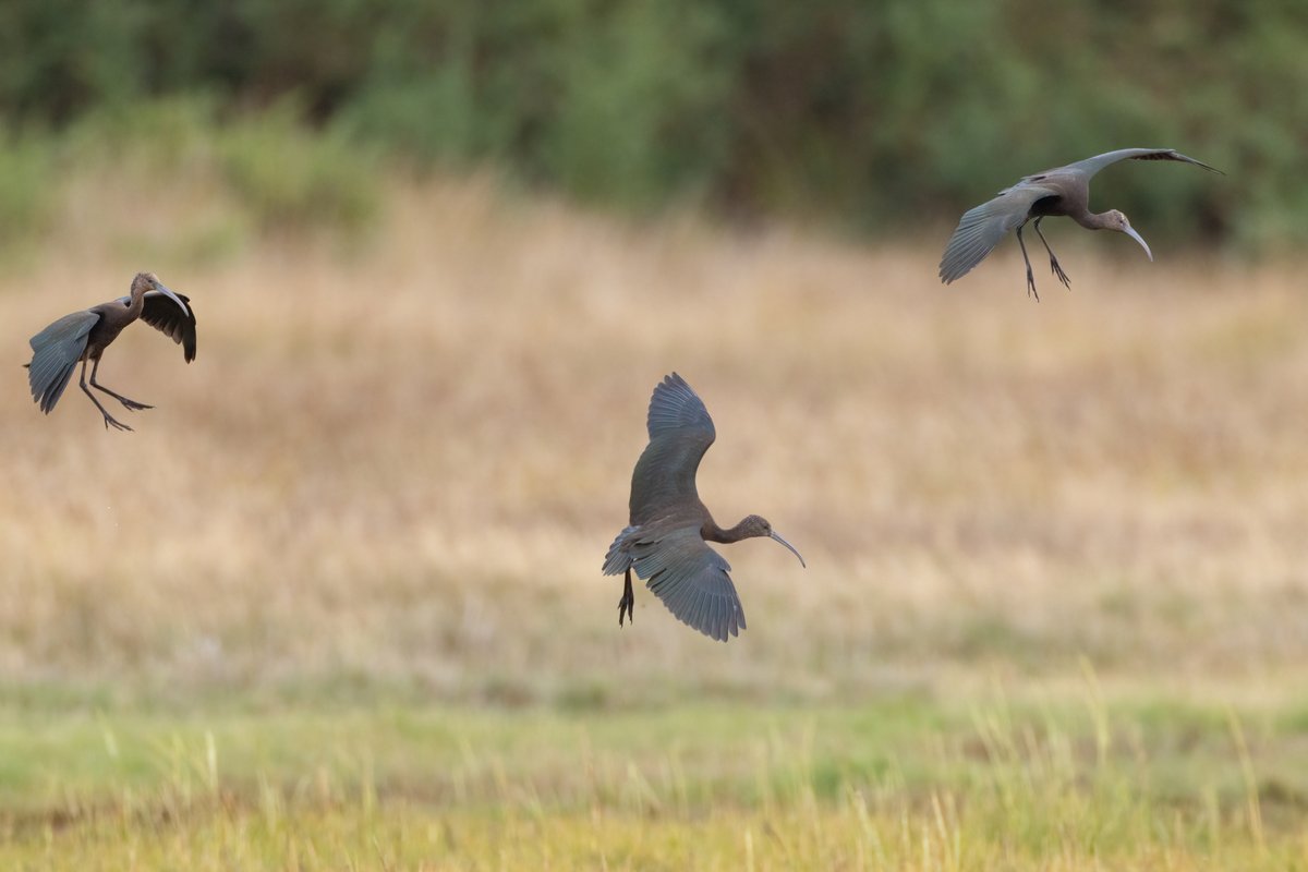 Mark Wright tweet media