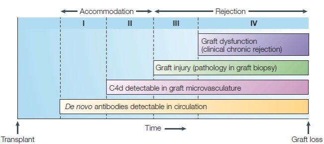 🧵💥 El enemigo silencioso del trasplante: el rechazo crónico mediado por anticuerpos (AMR) 

Tratamiento del rechazo crónico mediado por anticuerpos (AMR): 

¿sirve la IVIG?