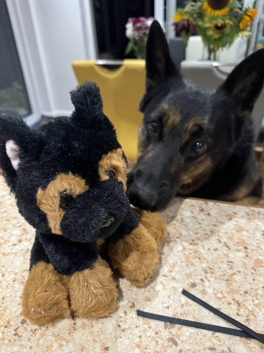 I met PD Hero today 💙🐾 <a href="/The_NFRSA/">NFRSA</a>