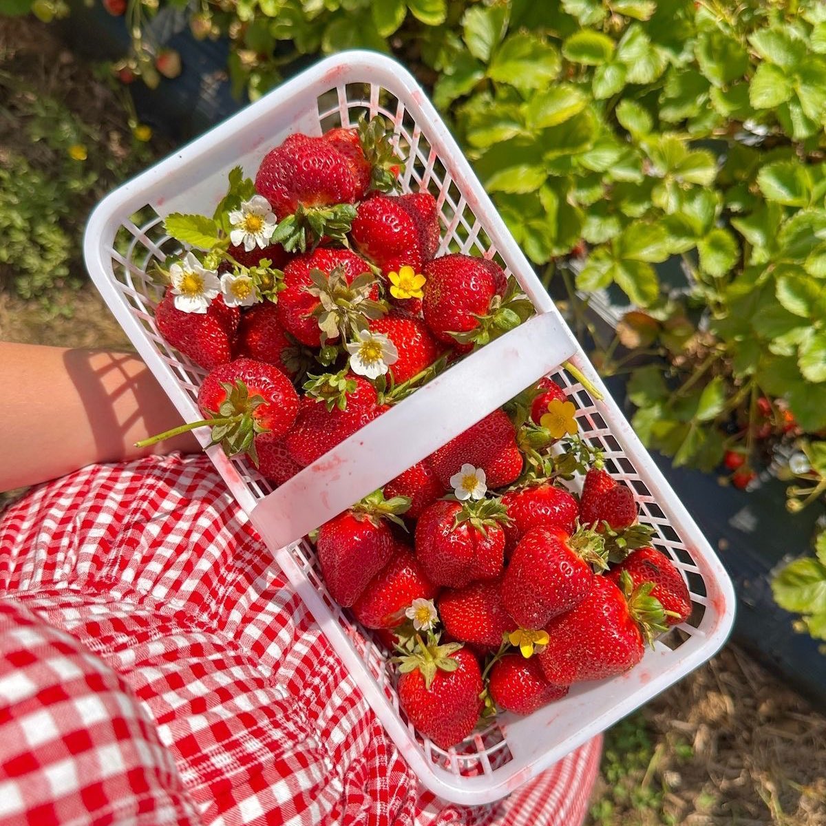 ⠀ 
𝓜ayumi grows her own strawberries. in the future, she plans on owning multiple fruit fields and giving back to the community. everyone will be able to come to the fields to pick whatever fruit they want. she will open her strawberry field next spring.
⠀