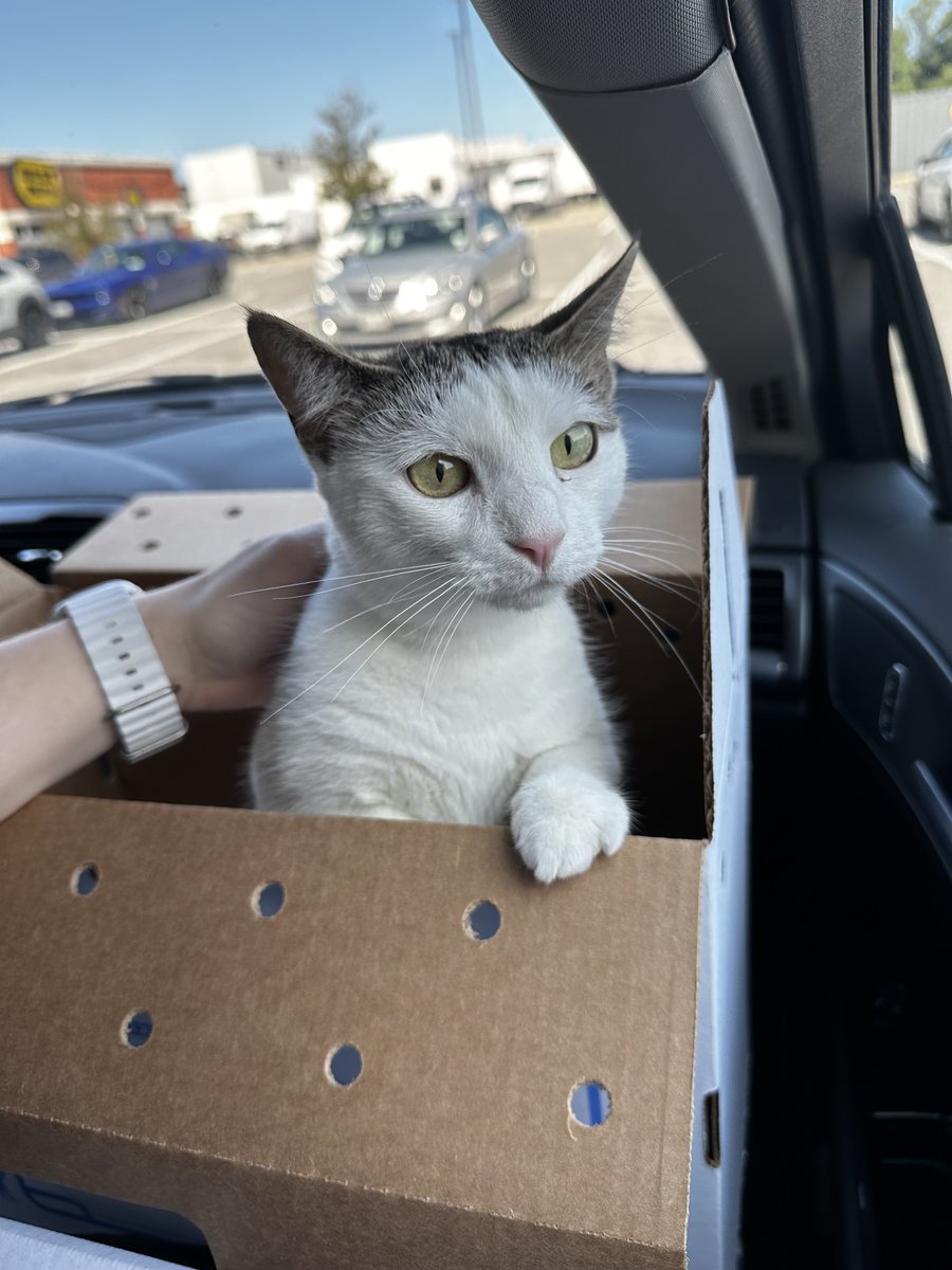 Nathan Nokes | Voice Actor (@nathannokesvo) on Twitter photo Meet my new booth buddy! Ahsoka Tano. I think she will pair well with our other cat, Mando. :D Huge thanks to Yonkers Pet Rescue for letting us be her forever home. Meet my new booth buddy! Ahsoka Tano. I think she will pair well with our other cat, Mando. :D Huge thanks to Yonkers Pet Rescue for letting us be her forever home.