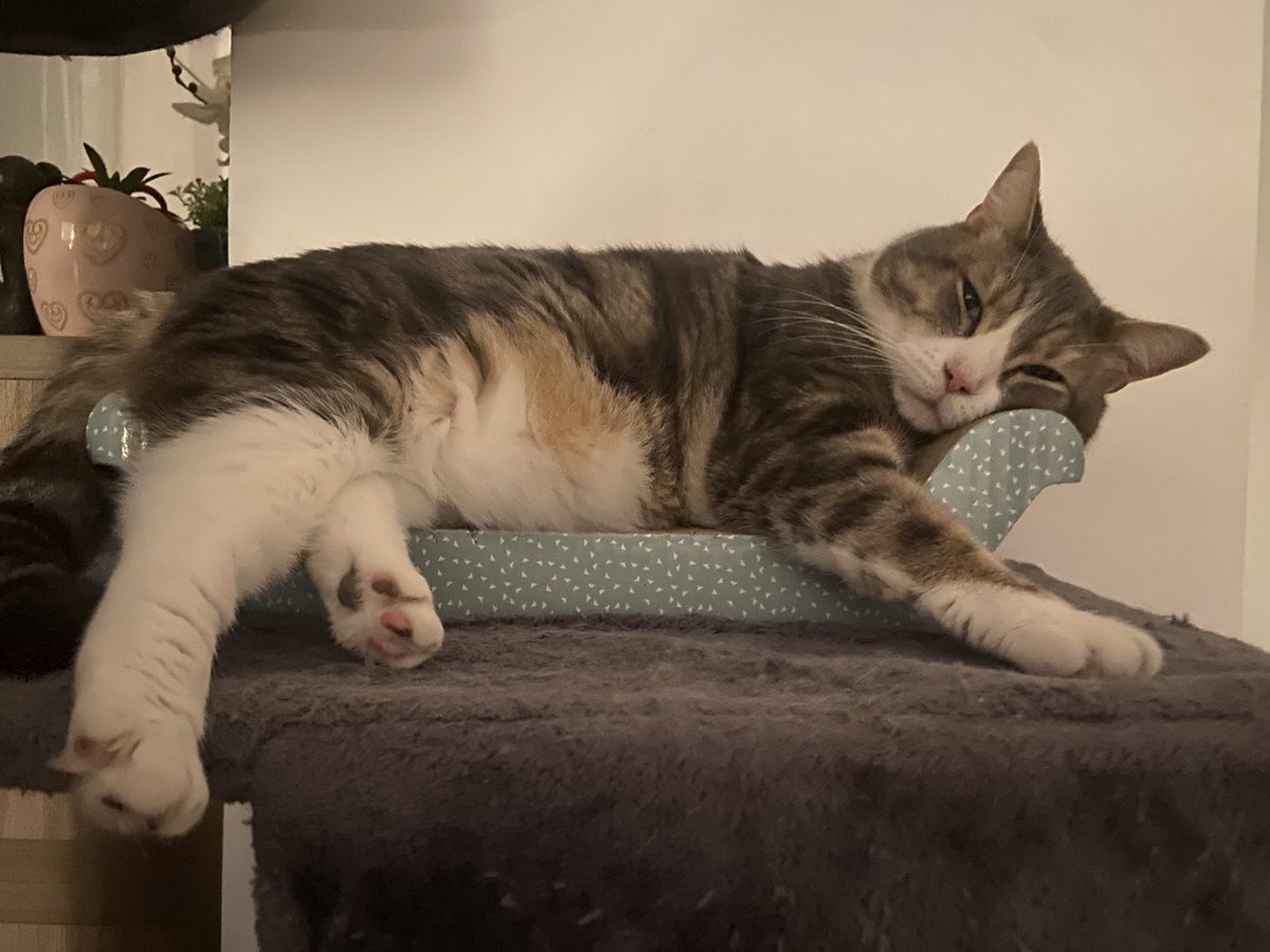 Pour le stream caritatif <a href="/gamers4pets/">Gamers 4 Pets</a> je voudrais connaitre vos animaux de compagnie ! N’hésitez pas à partager des jolies photos par commentaire, le nom de votre familier et partager une petite anecdote 🩷🌸🦊  

#gamers4pets #vtuberfr