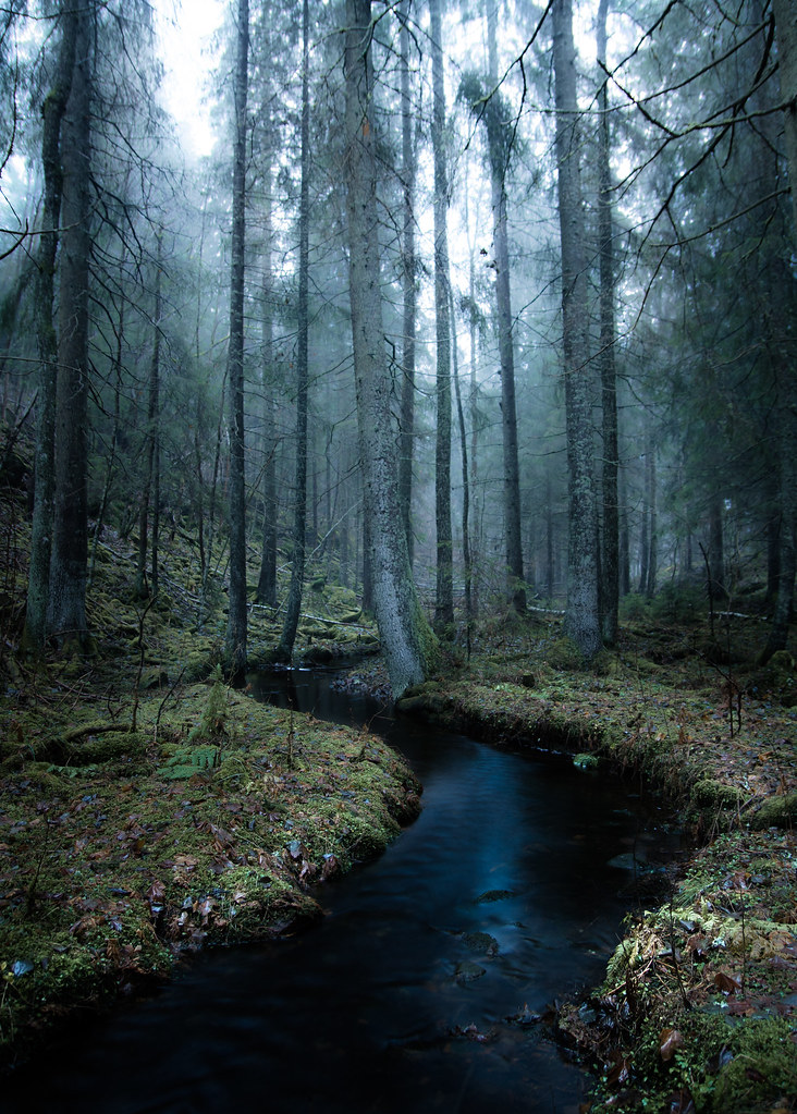 dark woods water.