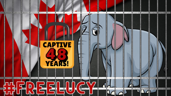 Free Tony The Tiger (@freetonytiger) on Twitter photo 🗓️AUGUST 22 & 29
🚫#FreedomFriday for <a href="/lucyliberte/">Lucy</a>
🔒CAPTIVE 48 YEARS
🇨🇦<a href="/CityofEdmonton/">City of Edmonton</a> Valley Zoo!
➡️Follow <a href="/lucyliberte/">Lucy</a>
🐘LIKE on @Facebook : facebook.com/groups/1384141…
🆘🆓🐘 #FreeLucy #canada #lucytheelephant #yeg #EdmontonValleyZoo #YegZoo <a href="/BuildingOurZoo/">The Valley Zoo Development Society</a> 🗓️AUGUST 22 & 29
🚫#FreedomFriday for <a href="/lucyliberte/">Lucy</a>
🔒CAPTIVE 48 YEARS
🇨🇦<a href="/CityofEdmonton/">City of Edmonton</a> Valley Zoo!
➡️Follow <a href="/lucyliberte/">Lucy</a>
🐘LIKE on @Facebook : facebook.com/groups/1384141…
🆘🆓🐘 #FreeLucy #canada #lucytheelephant #yeg #EdmontonValleyZoo #YegZoo <a href="/BuildingOurZoo/">The Valley Zoo Development Society</a>