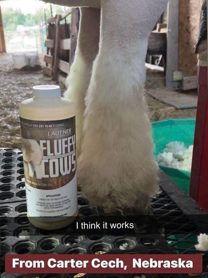mattlautner's tweet image. From Carter Cech : Nebraska 

Grand Champion Southdown Ewe 
2025 Nebraska State Fair 
Shown By Carter Cech 

#FluffyCowsCustomer #HairSupplement 

#OrderToday 

-Order Today For Nationwide Shipment Thru MLC Office @ 515.391.9540

Big Time Results In Cattle, Goat, Lamb &amp;amp; Hog Barns
