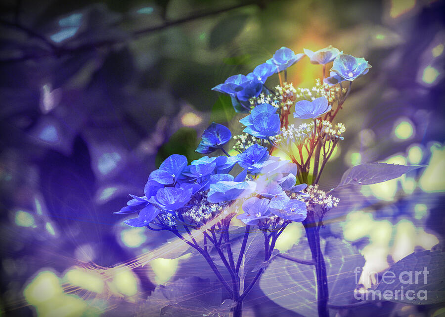 Ros_A_Turner's tweet image. Blue lacecap hydrangeas and amber hues to evoke a dreamlike ambiance
#photography #digitalart #BuyIntoArt #pixelartist #flowersphotography #flowerspictures #homestyling