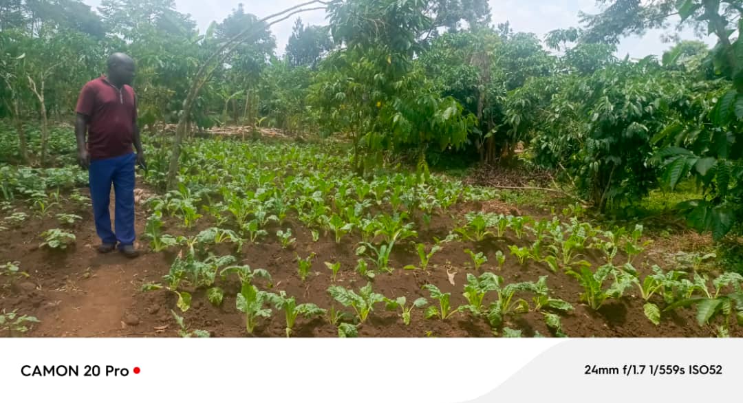 Women Initiatives in Poverty Eradication (WipeUg) tweet media