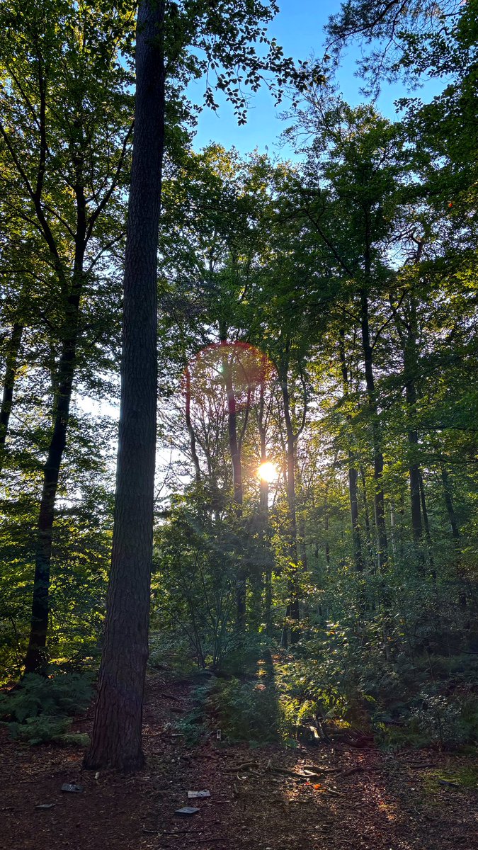 Weinig lekkerder dan een zonnig bos na een regenbui!!

Bosconferentie afgezegd, maar vandaag toch in het bos met politie en leren&amp;ontwikkeling!
9/9/9 

#digitaletuin25