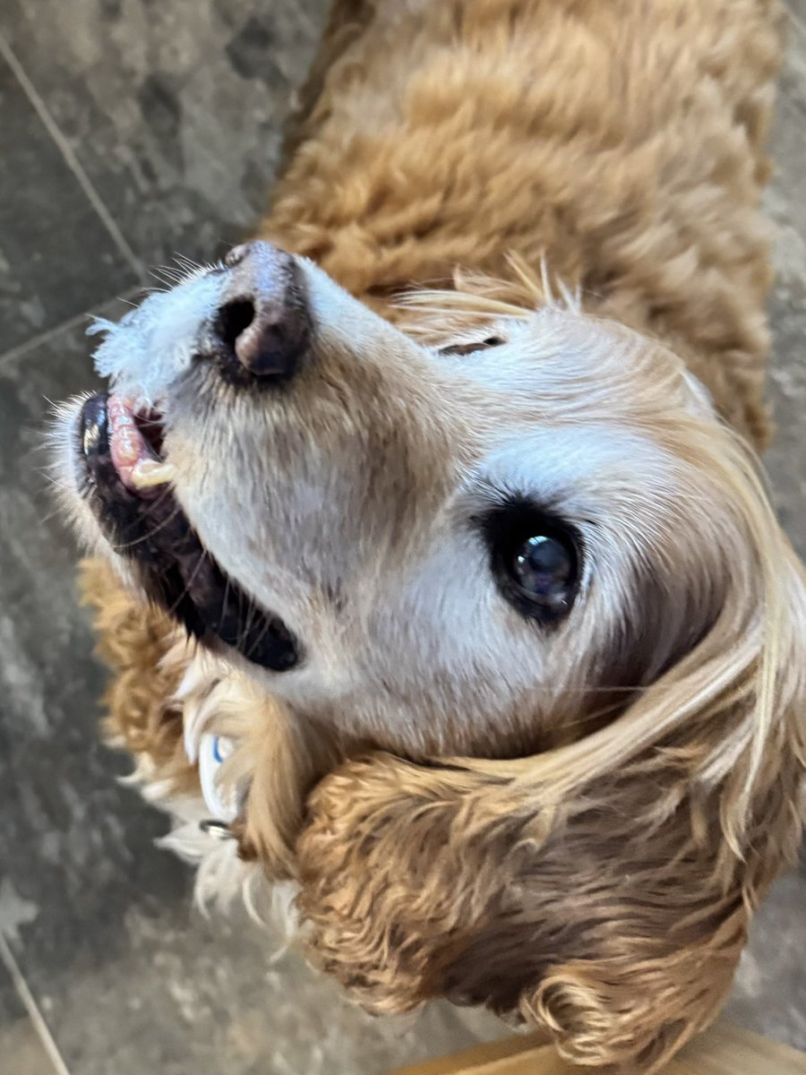 SpanielsSuper's tweet image. Bat?
Yes mum?
What have you been doing?
Me mum?
Yes you?
Nothing mum!
Are you sure Bat?
Very sure mum!
What’s on your mouth Bat?
My mouth? Errr 😒 
#NoComment #Busted