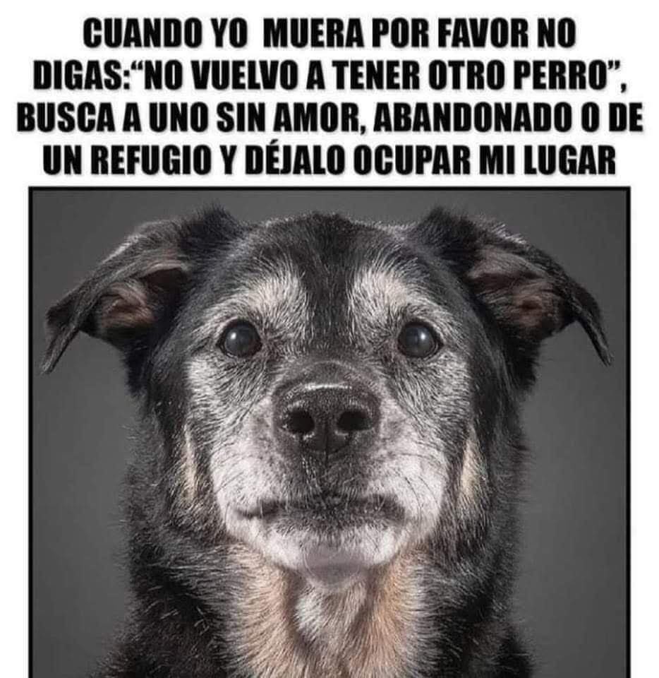 Dilo con perritos (@diloconperritos) on Twitter photo 