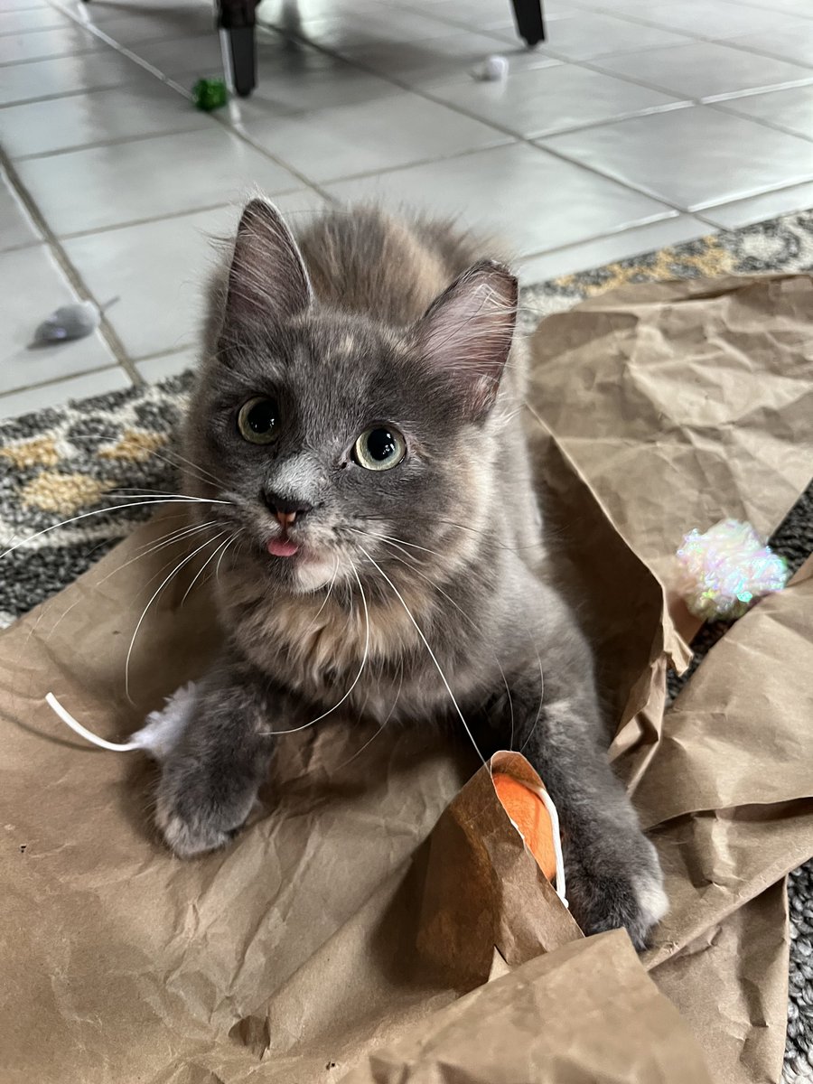 chilibabycat's tweet image. oh boy ! yet another  Toing Out Tuedsay :P