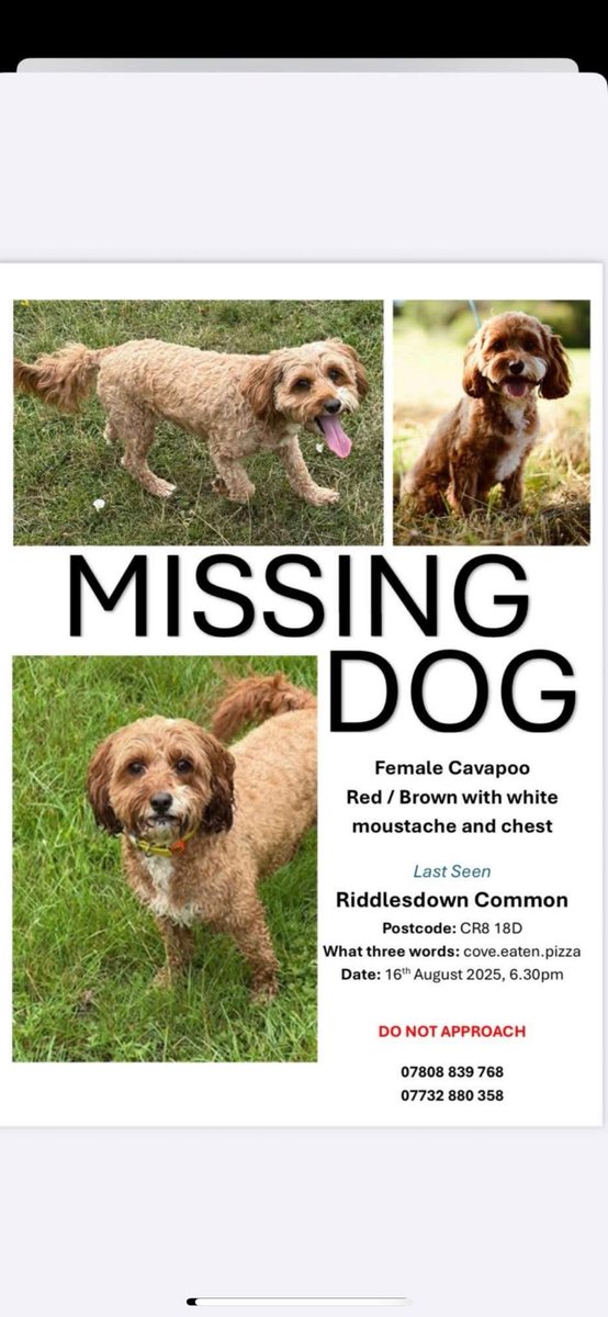 JacquiSaid's tweet image. Help me #FindRosie #Riddlesdowncommon #Kenley #purley #croydon #Cavapoo been asked to help . @MPSCroydon @MissingPetsGB @rosiedoc666 @PcsharonPage @JaneFallon facebook.com/share/p/1QECYx…