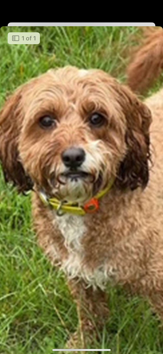 JacquiSaid's tweet image. Help me #FindRosie #Riddlesdowncommon #Kenley #purley #croydon #Cavapoo been asked to help . @MPSCroydon @MissingPetsGB @rosiedoc666 @PcsharonPage @JaneFallon facebook.com/share/p/1QECYx…