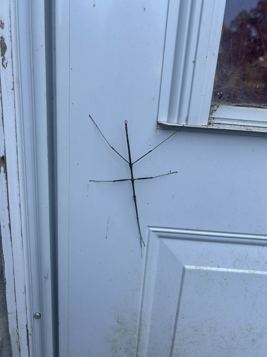 Had a little visitor today.