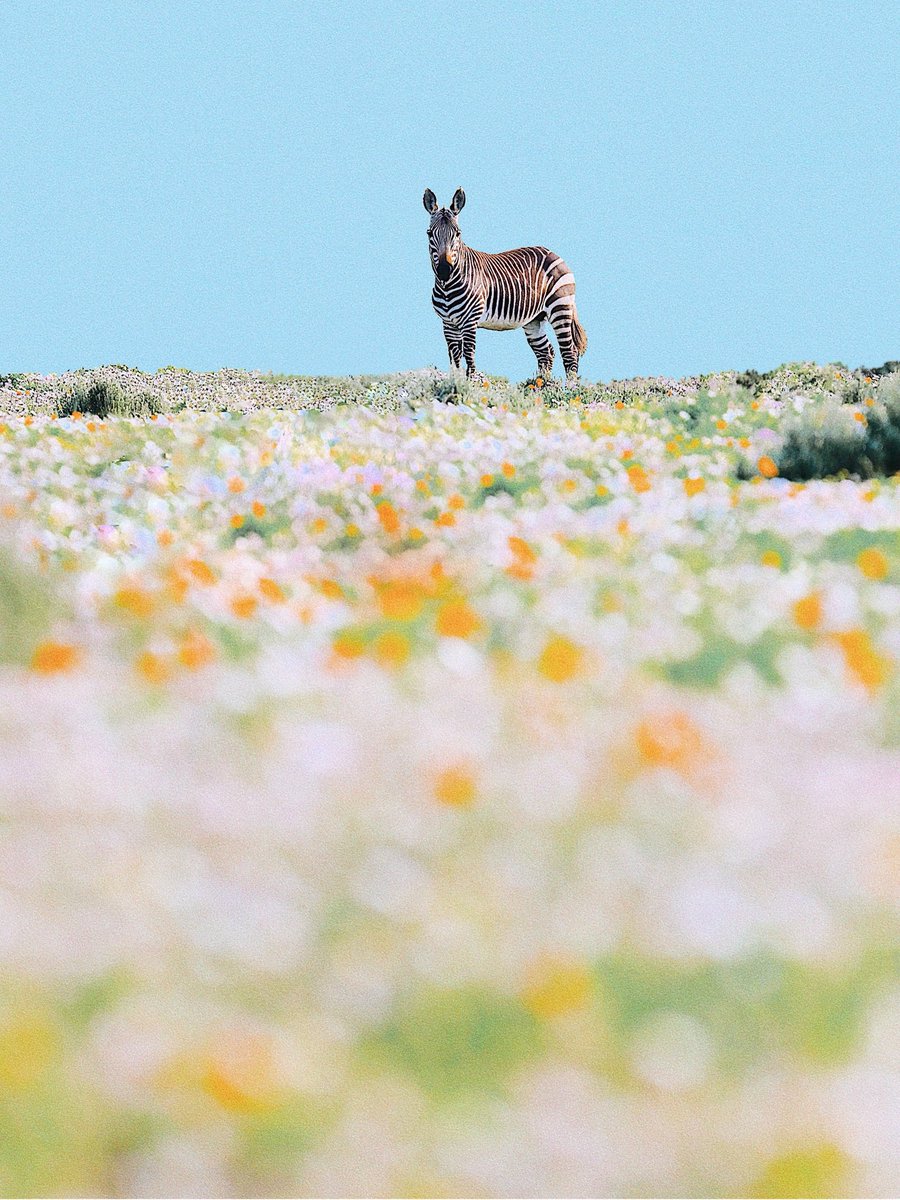 Natsuho Yamanaka tweet media