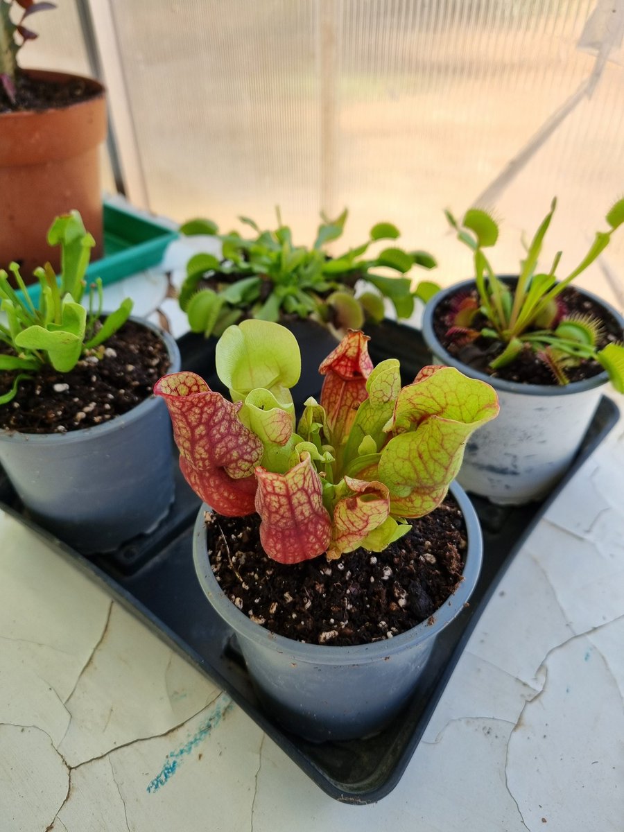 Yo no cultivo plantas, cultivo sueños 🪴