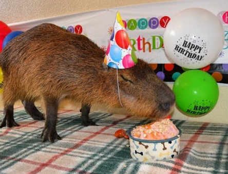 Salami ඞ tweet media