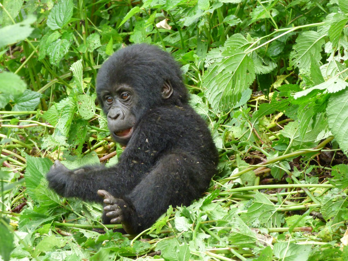 From the savannah plains to misty gorilla forests, Rwanda is calling! 🦍🐘
Join our 4 Days Wildlife Rwanda Safari for game drives, boat safaris &amp; gorilla trekking.
 ✉️ info@trekgorillasafaris.com
🔗 trekgorillasafaris.com/4-days-rwanda-…
#RwandaSafari #GorillaTrekking
