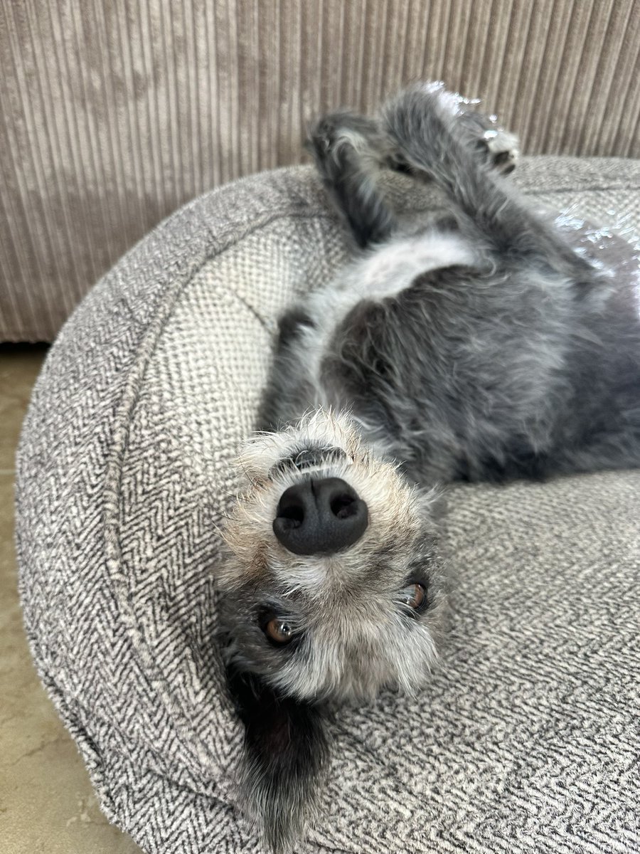 🚨 URGENT – Foster Homes Needed. 
Every day we have to turn away dogs who are out of time — not because we don’t want them, but because we don’t have anywhere safe for them to go. Without new foster carers, countless hounds may not get a chance.
Fostering saves lives #rehomehour