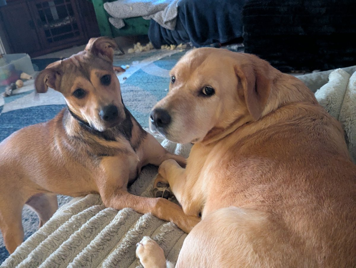 DogsRAngels1's tweet image. A lot of us have fur siblings that you hear about from time to time. For those that have multiples, usually in the background, let&apos;s make some noise! You hear LOTS these days about Puppy Kennedy, but here&apos;s 2 paws up for my Twin Sisfur, Reagan🐾🐾🩷💛 #dogsontwitter #siblings