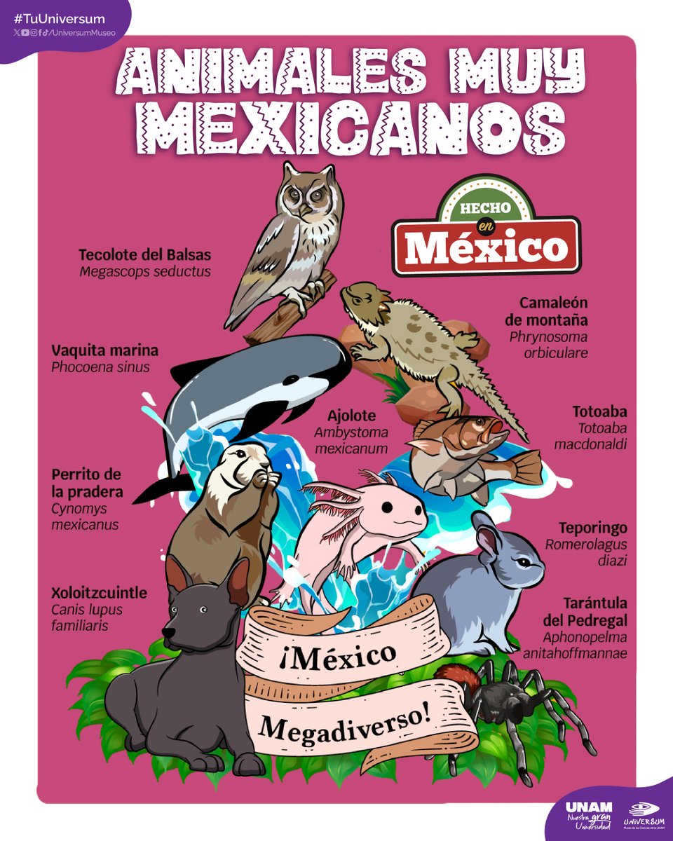 ¡Hecho en México! 🇲🇽
Animales maravillosos de este país megadiverso. 🩷🧡💛💚💙💜
¿Cuál es tu favorito?

#TuUniversum