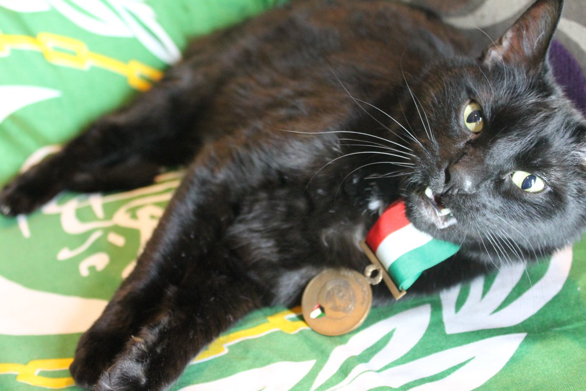 Aram Shabanian tweet media