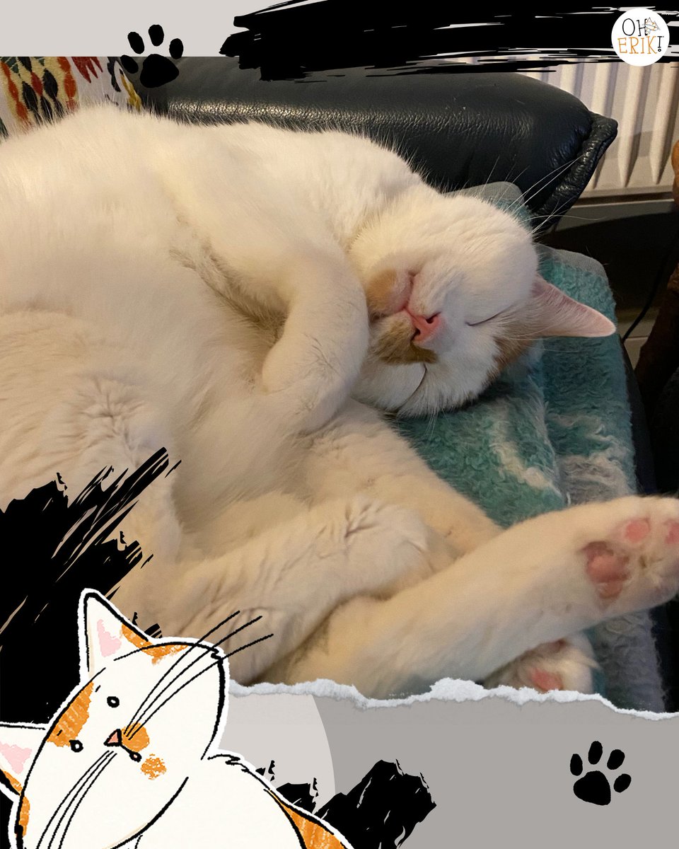 🐾 Human left laundry out. Guess who now owns three fresh pairs of socks and a towel? THIS guy.