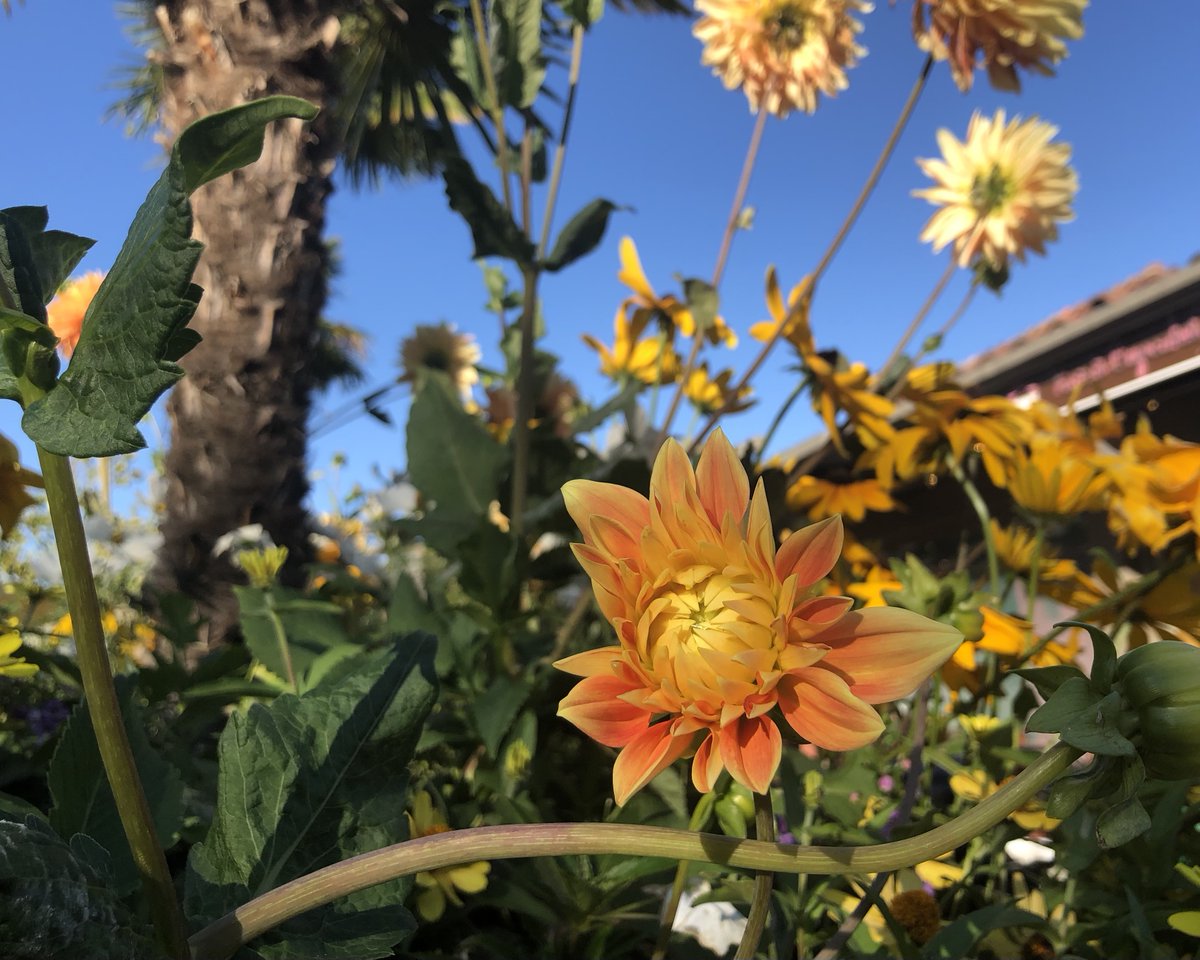 quinn_creme's tweet photo. 🌞🧡 https://t.co/do2Coom5C3