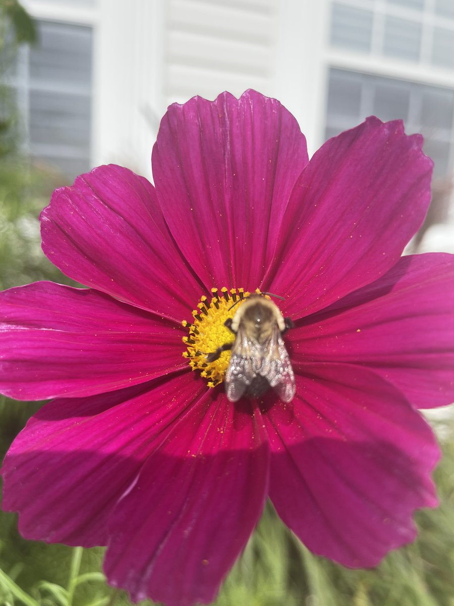 Bee