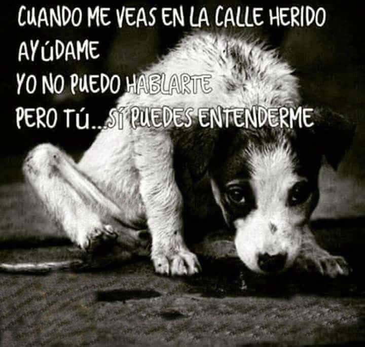 CUANDO ME VEAS

Cuando me veas en la calle herido,
no apartes tu mirada.
Soy silencio con piel,
soy hambre con ojos,
soy dolor que nadie escucha.

Yo no puedo hablarte,
no puedo gritar mi nombre,
ni escribir mi sufrimiento en un papel.
Pero tú… sí puedes entenderme.

Cada paso
