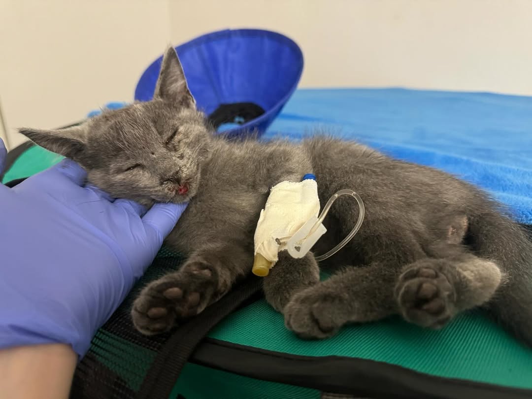 🚨HELP NEEDED FOR GUNTHER😭🆘

You may have missed my earlier post on this baby so I included it below…but we got the results from his CT scan and he has a bone fragment in his brain and needs surgery ASAP to remove it. We need to raise $6,000 for the surgery.

PAYPAL INBIO 🙏