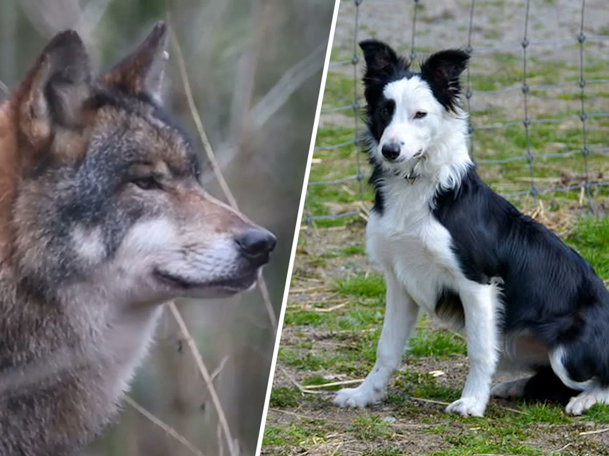 Schedel gevonden, vermiste bordercollie Daisy vermoedelijk overleden ogld.nl/1ToA