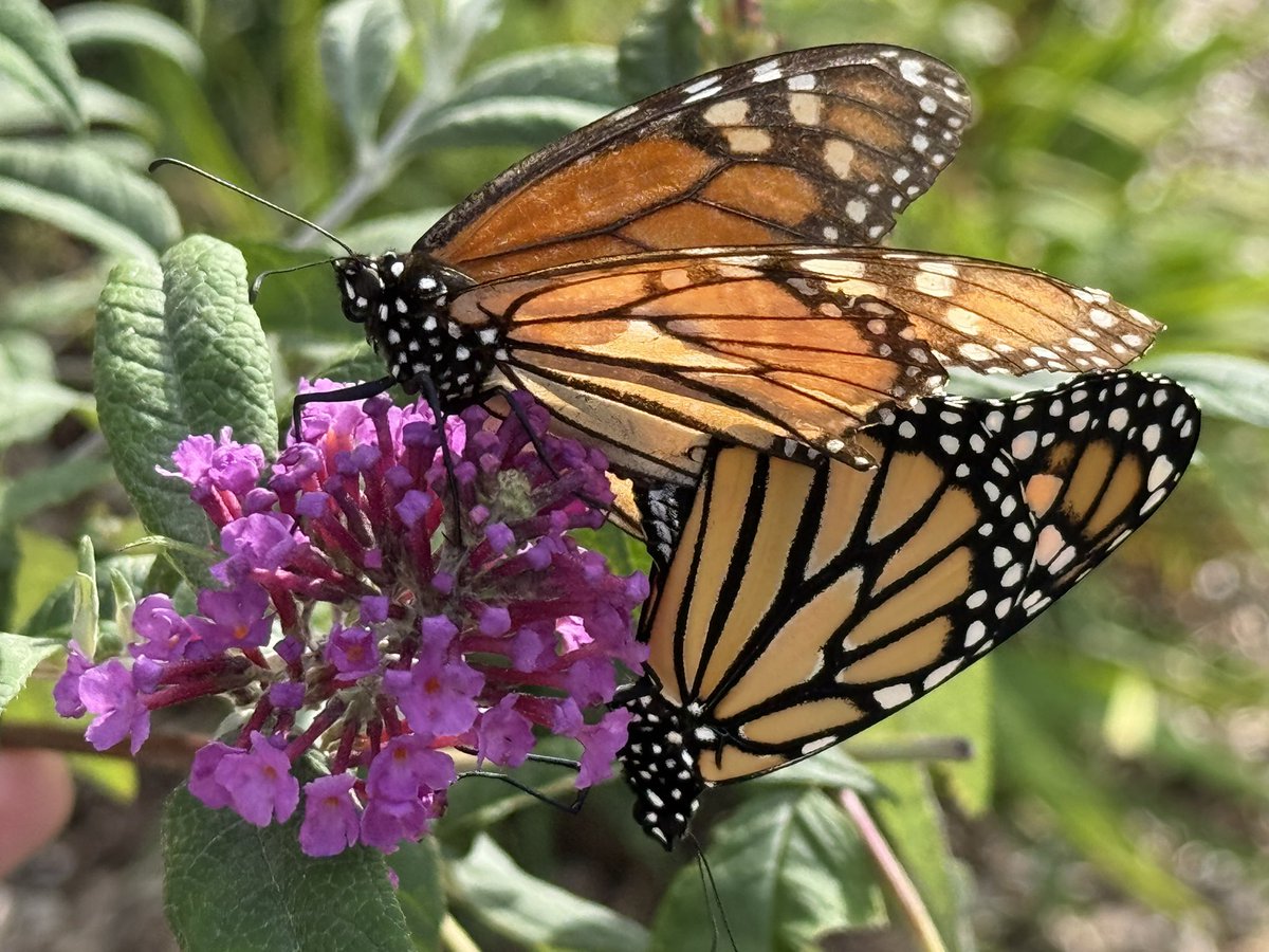 MDN (@mdnicholls) on Twitter photo 