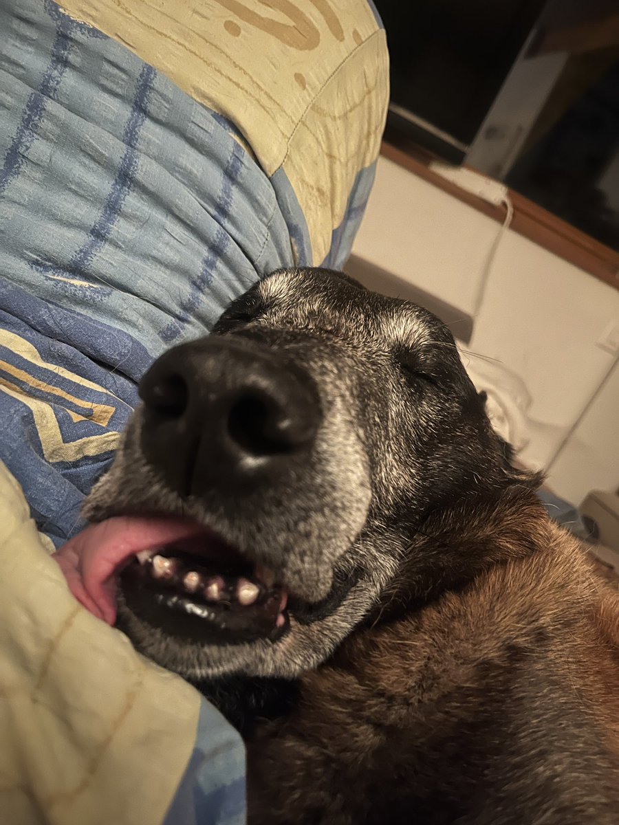 SwissLadyCop's tweet photo. Wenn alte Hunde schlafen….. 🥰🥰🥰 https://t.co/QDM3OfaN6Z