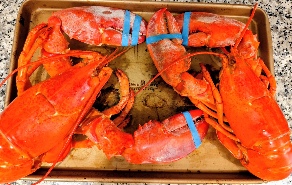 CbearMini's tweet image. ロブスターをゲットしました✨
とても大きくて贅沢です🥹