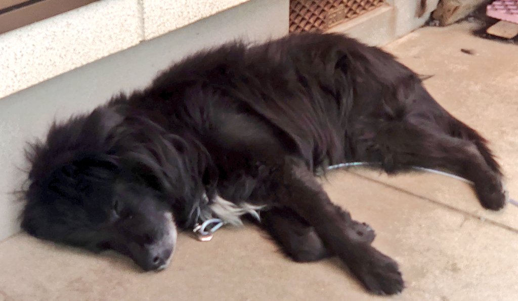 #熊本  #雷雨  #迷い犬  #迷子犬  #行方不明  #犬  #熊本市  #熊本市南区 
さっきまで見回って探してた。
今は雷雨がすごい…
ホシは無事だろうか。雷が苦手で、濡れるのも嫌いな怖がりさんだったから。
無事に帰ってきてほしい。
中型犬 黒毛 オス 13歳 ホシ 情報求む。