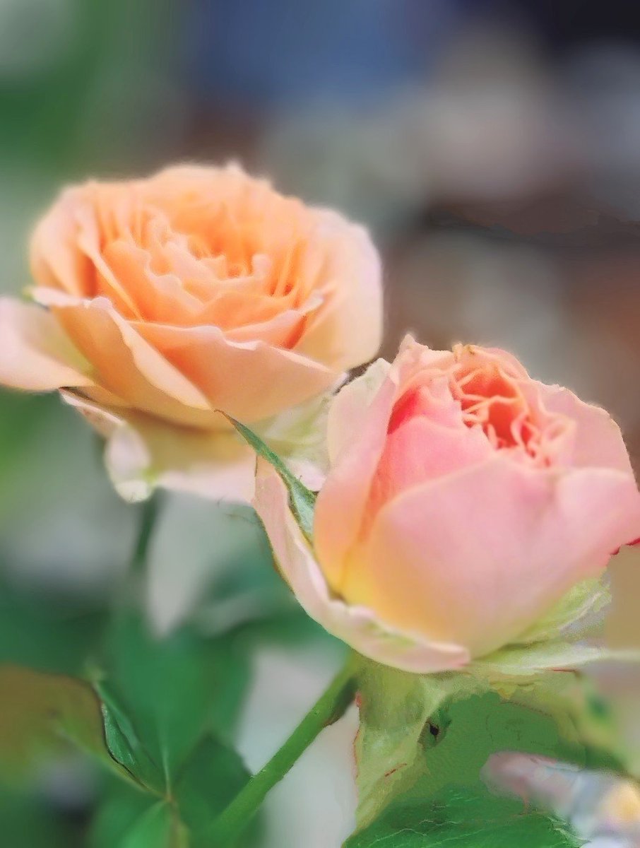 にこにこ^_^さま♥️専用 にこにこさま専用 にこにこ^_^さま♥️専用 ニコニコちゃん