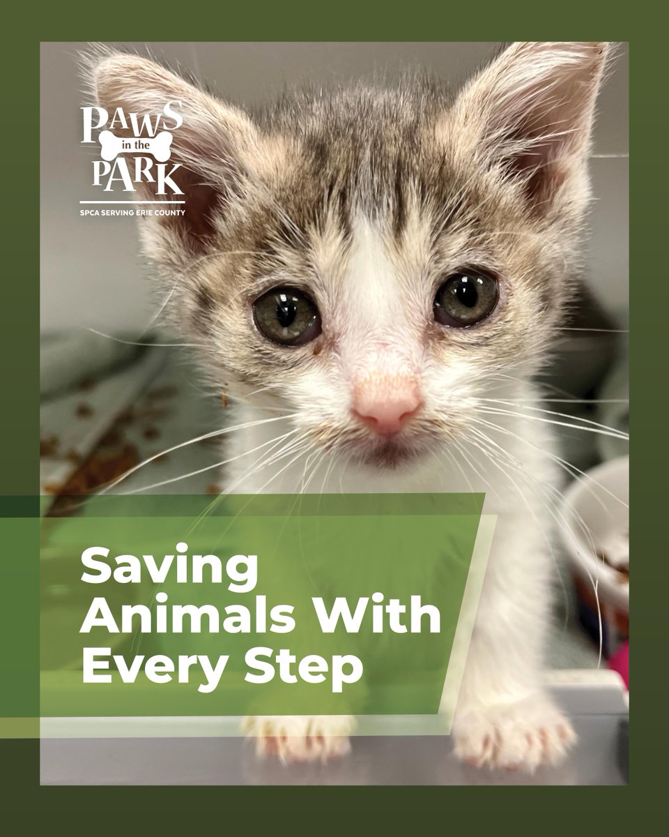 Buffalo’s Real Country 107.7 and 104.7 The Wolf (@thewolfbuffalo) on Twitter photo When you take part in the <a href="/YourSPCA/">Erie County SPCA, NY</a>'s Paws in the Park, you’re saving animal lives with every step! At Paws in the Park you’ll get:
✔️Fun
✔️Exercise
✔️Fresh air
✔️The opportunity to meet hundreds of dogs
✔️To support something special
Register now: secure.qgiv.com/event/pitp25/! When you take part in the <a href="/YourSPCA/">Erie County SPCA, NY</a>'s Paws in the Park, you’re saving animal lives with every step! At Paws in the Park you’ll get:
✔️Fun
✔️Exercise
✔️Fresh air
✔️The opportunity to meet hundreds of dogs
✔️To support something special
Register now: secure.qgiv.com/event/pitp25/!