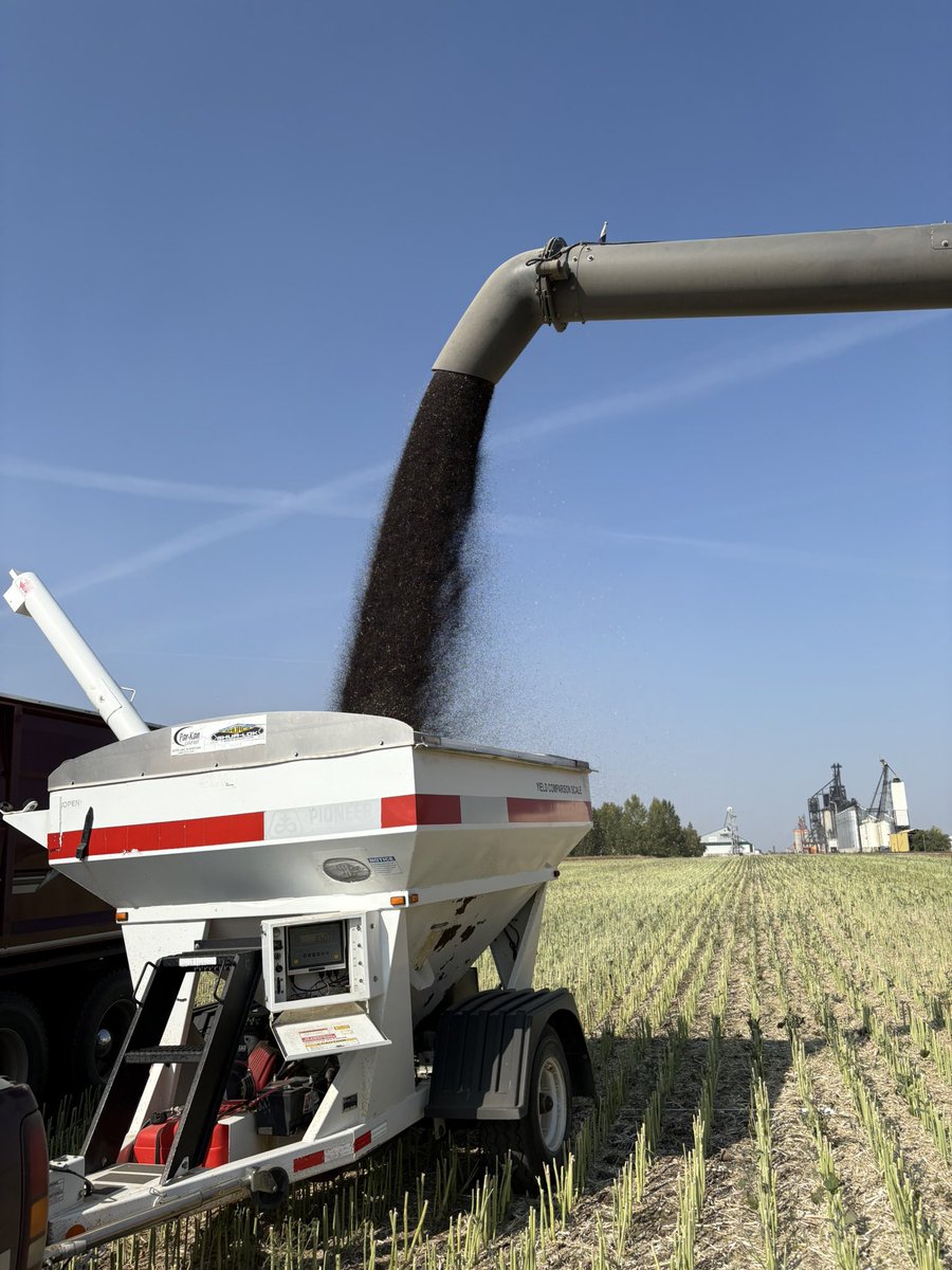 Trial day! The day when the combine operator showcases his impeccable dumping skills 👌🏻. <a href="/rorygregoire13/">rory gregoire</a> <a href="/FarmerGreggs/">Brandon Gregoire</a> <a href="/PioneerSeedsCA/">Pioneer Seeds Canada</a>