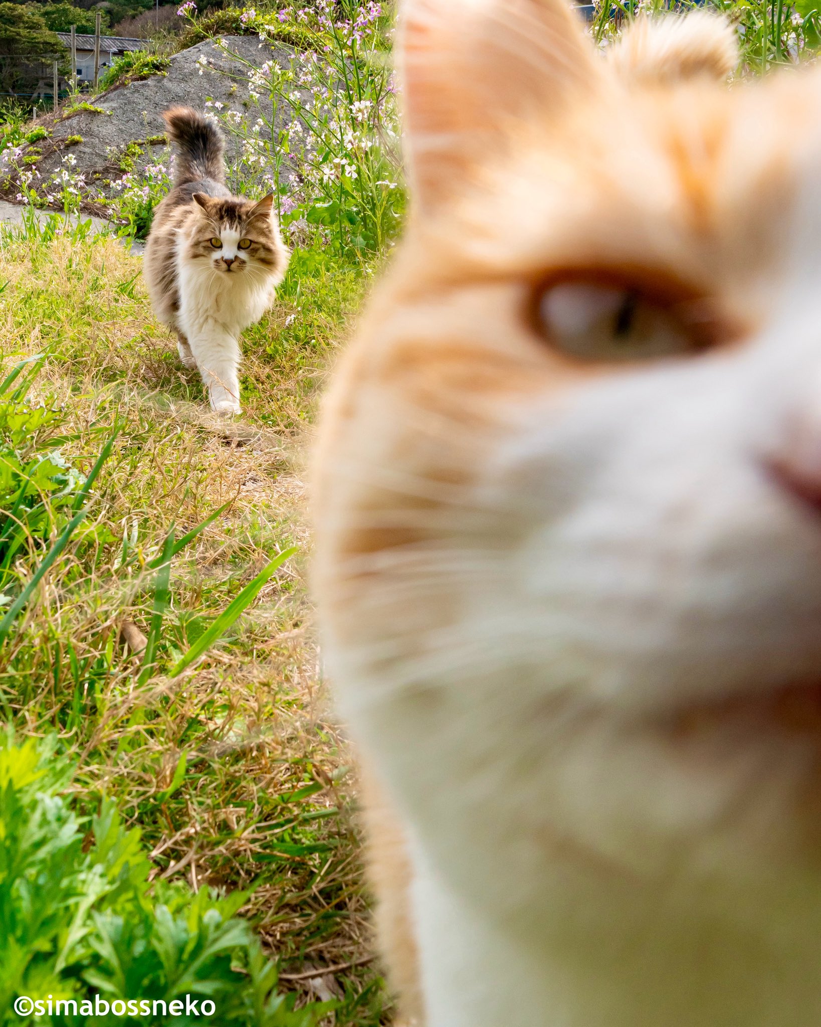 キラキラ⭐️　　ひょっこり猫 ビルの後ろからひょっこりw コモラスタジオさん作の ひょっこり