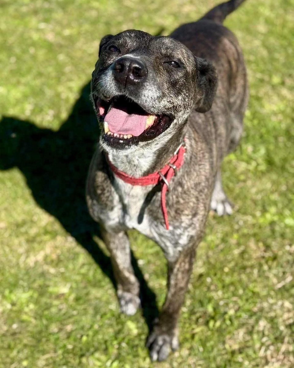 ¡RIHANA EN ADOPCIÓN! 😍

Pasan los años y esta super dulzura espera su oportunidad.

Es obediente, es super tranquila, es amiga, una compañera super tierna. ¡Es perfecta!💫

Dale una oportunidad, enamorate y escribinos a adoptantesdelcampito@gmail.com 🩷🧡