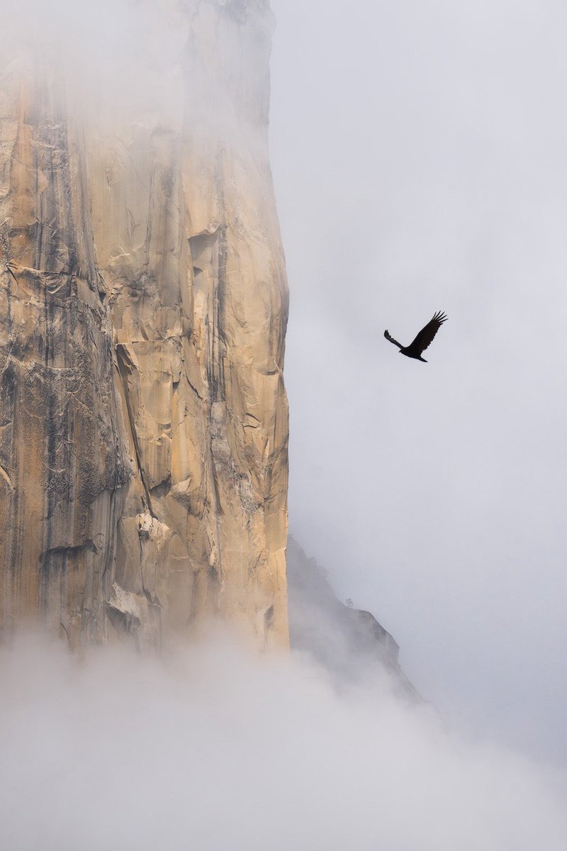 A bird in the mist and a bird flying in front of mist. 

📍 Yosemite National Park
