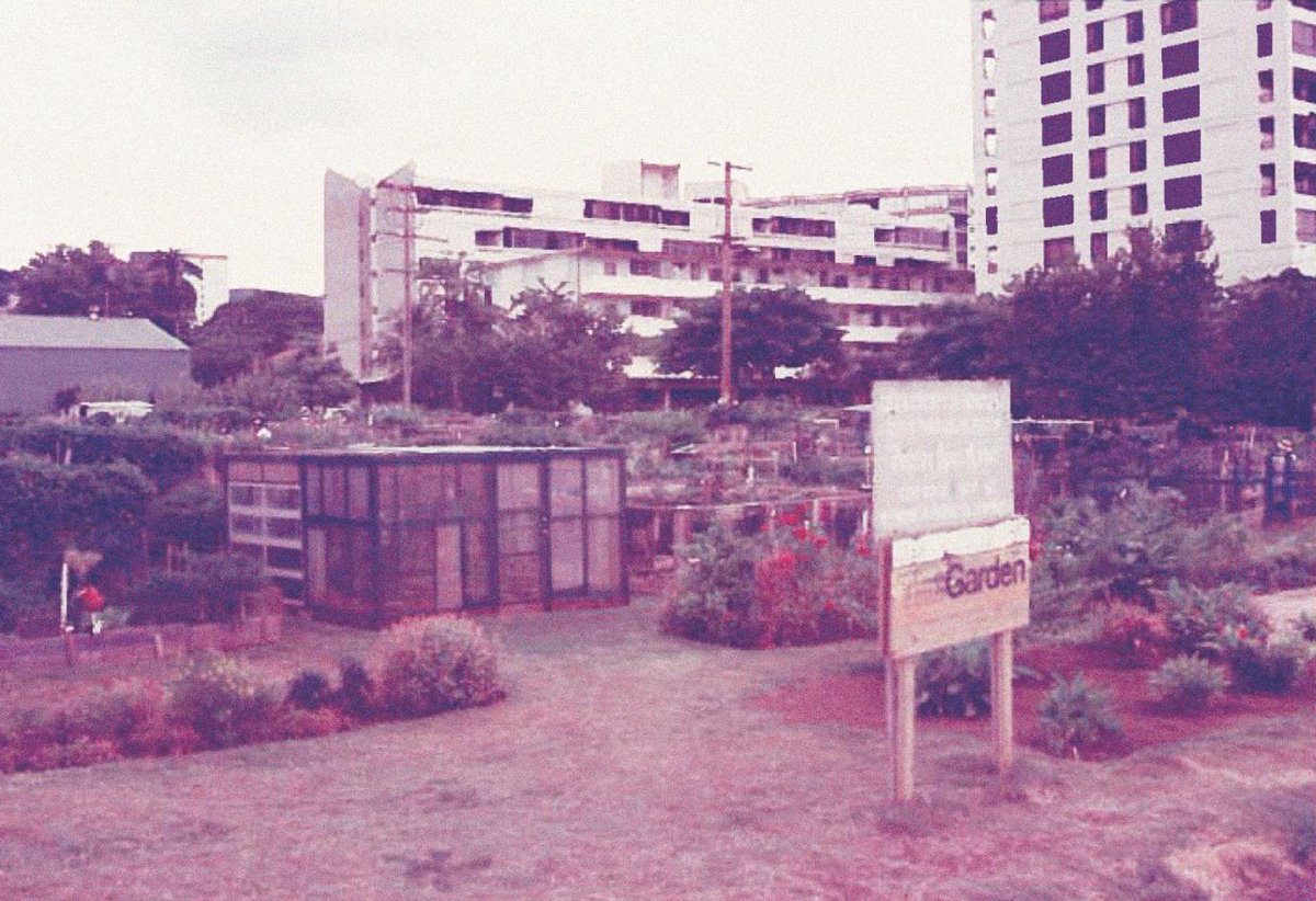 To celebrate the 50th anniversary of Honolulu Recreational Community Gardens Program, the nonprofit would like to invite the public to join it for a free event from 10 a.m. to 2 p.m. on Sept. 13 at Foster Botanical Garden. Read more in our Sept. 3 issue.  #midweekhawaii #hawaii