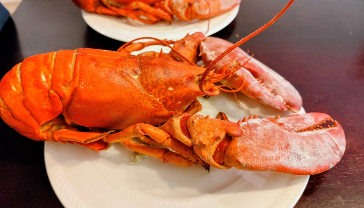 CbearMini's tweet image. ロブスターをゲットしました✨
とても大きくて贅沢です🥹