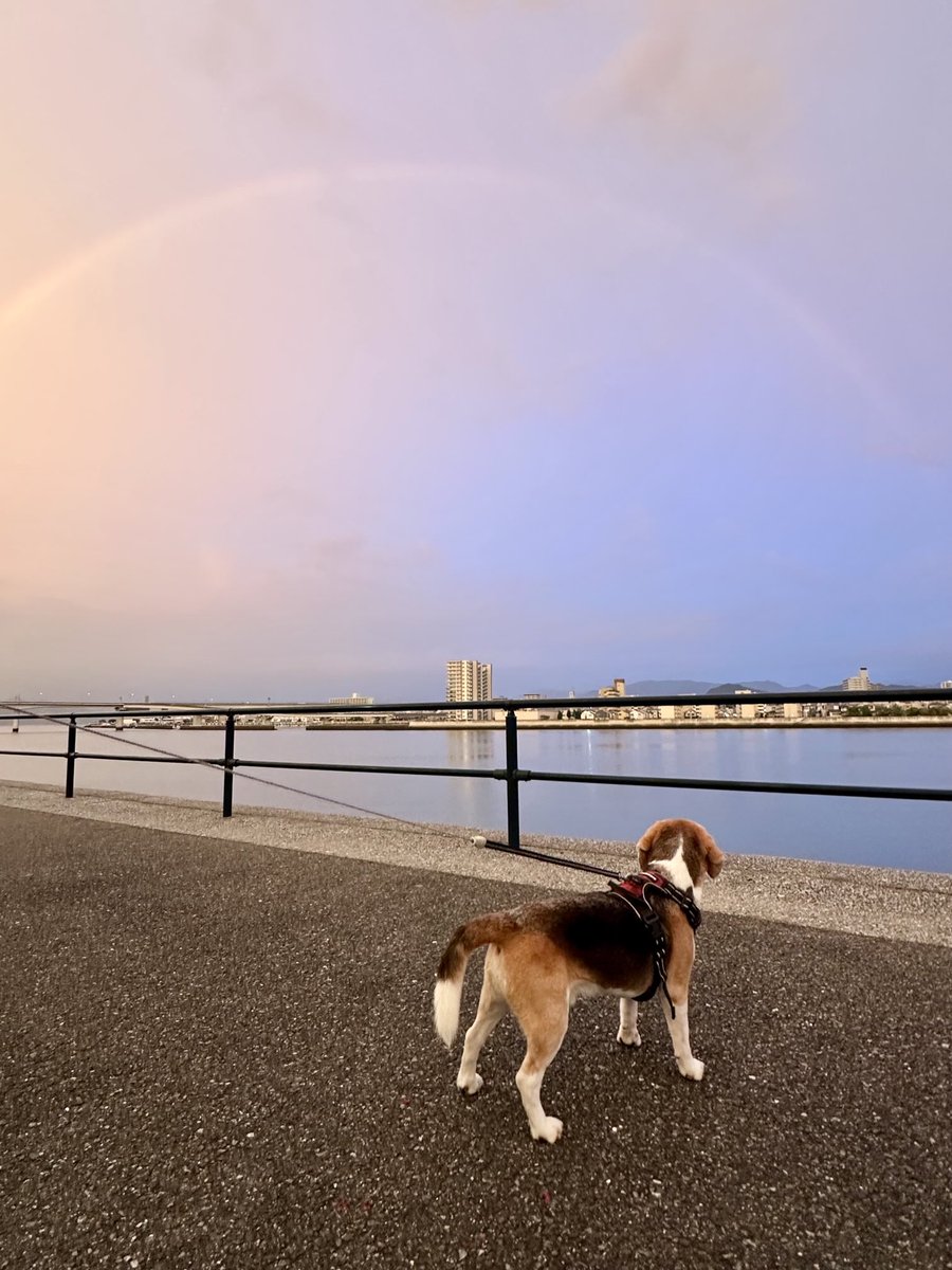 虹がかかってる🌈🐶︎💕︎︎💕︎
#ビーグル
#ビーグル小太郎
#beagle