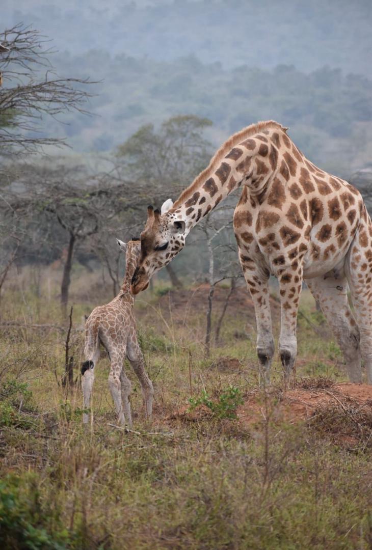 kahemutours's tweet photo. Mother's love in the jungle is extremely excellent. 
@peacewaySafaris  we make you have  experience of the jungle https://t.co/GT2GQ0m8bz