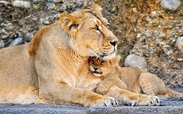 kahemutours's tweet photo. Mother's love in the jungle is extremely excellent. 
@peacewaySafaris  we make you have  experience of the jungle https://t.co/GT2GQ0m8bz